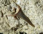cf. Araloselachus cuspidatus (AGASSIZ 1843) - Bild © FossNet FossilienStore